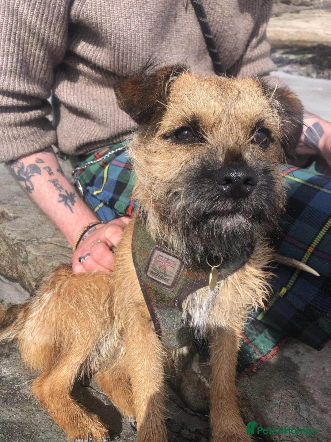 Border Terrier dogs for stud: Pedigree KC registered for stud - Advert 2