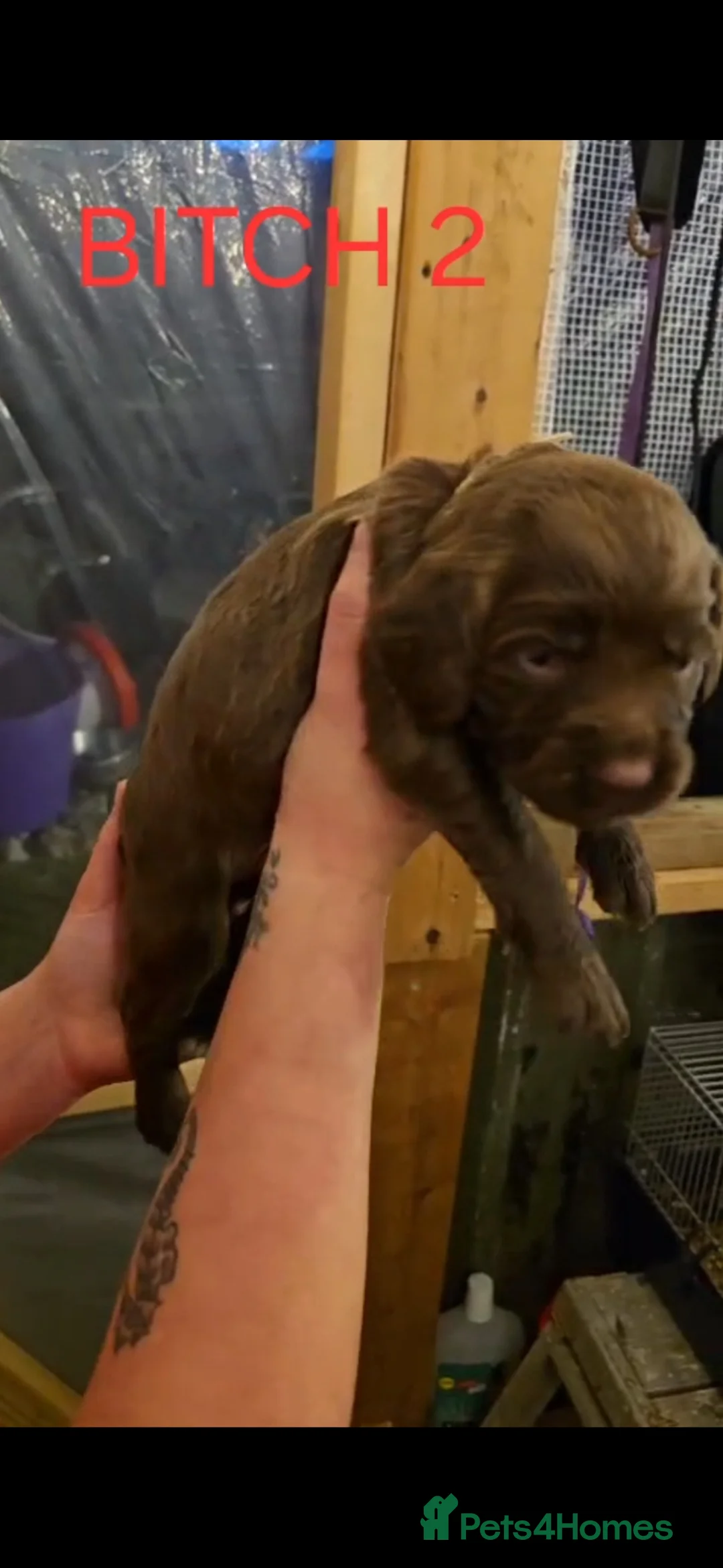 Sprocker dogs for sale: Working sprocker pups  - Advert 2