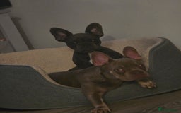 French Bulldog dogs for sale: 2 french bulldog pups. 7 months old - Image 1
