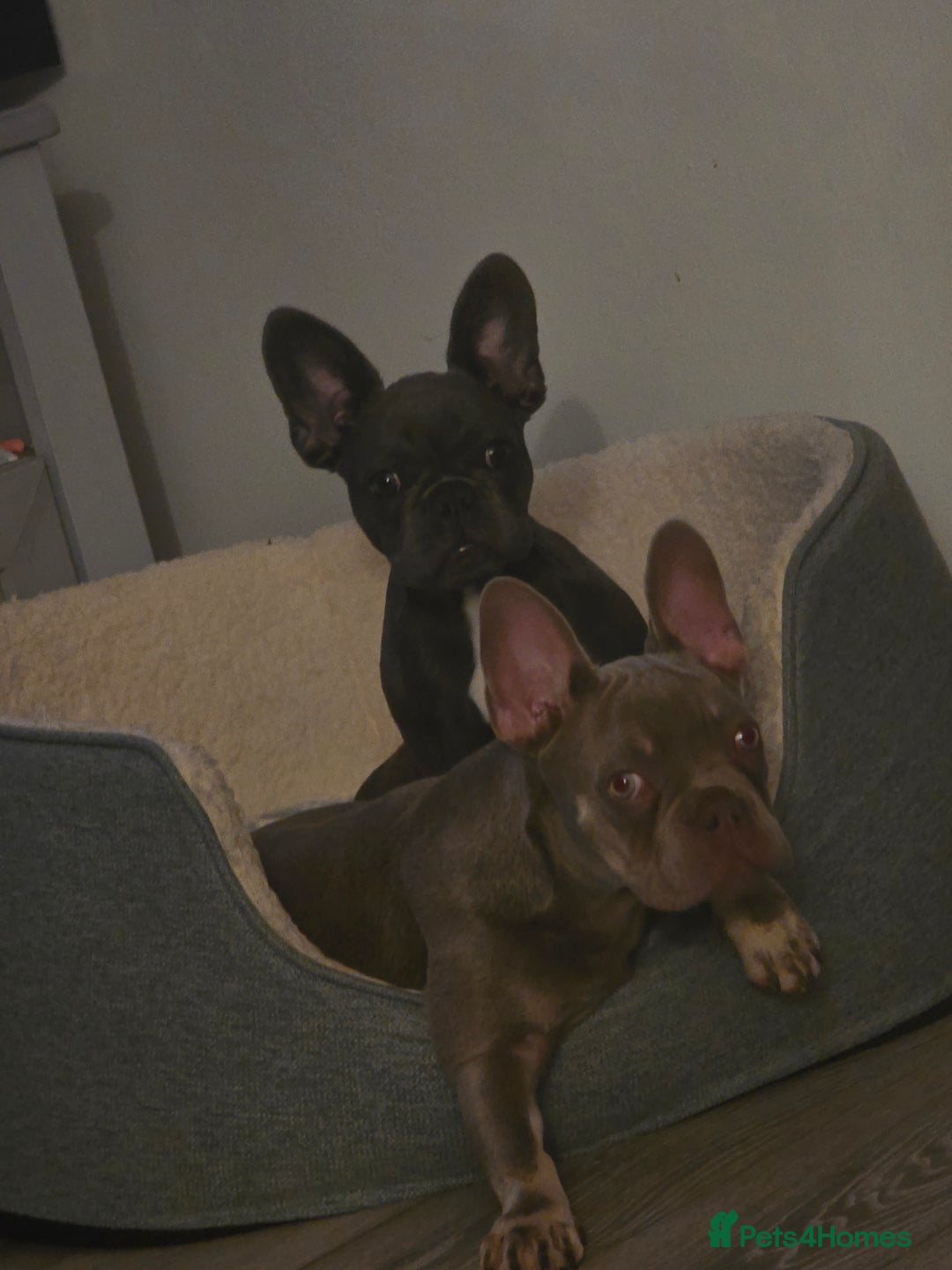 French Bulldog dogs for sale: 2 french bulldog pups. 7 months old - Image 1