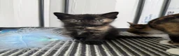 Mixed Breed cats for sale: 3 Kittens looking for homes! in Ilkeston - Advert 7