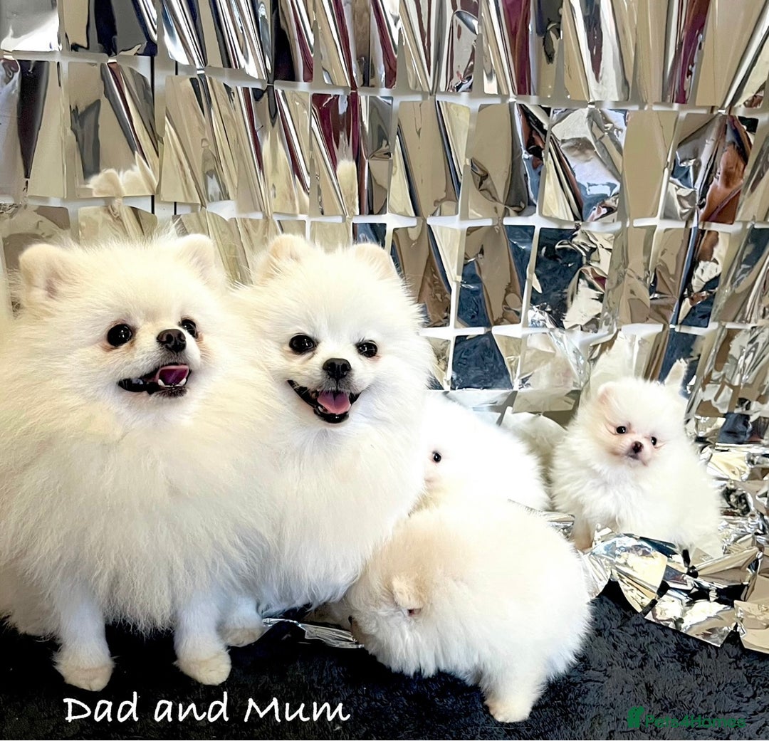 Pomeranian dogs for sale: ❤️ Very Small Quality Girl ❤️ - Image 8