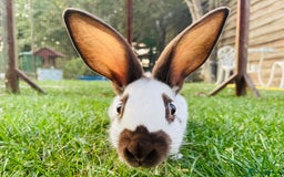 English Spot rabbits for sale: English Spot Rabbits - Advert 6