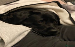 Labrador Retriever dogs for sale: 6 year old black Labrador  - Image 4