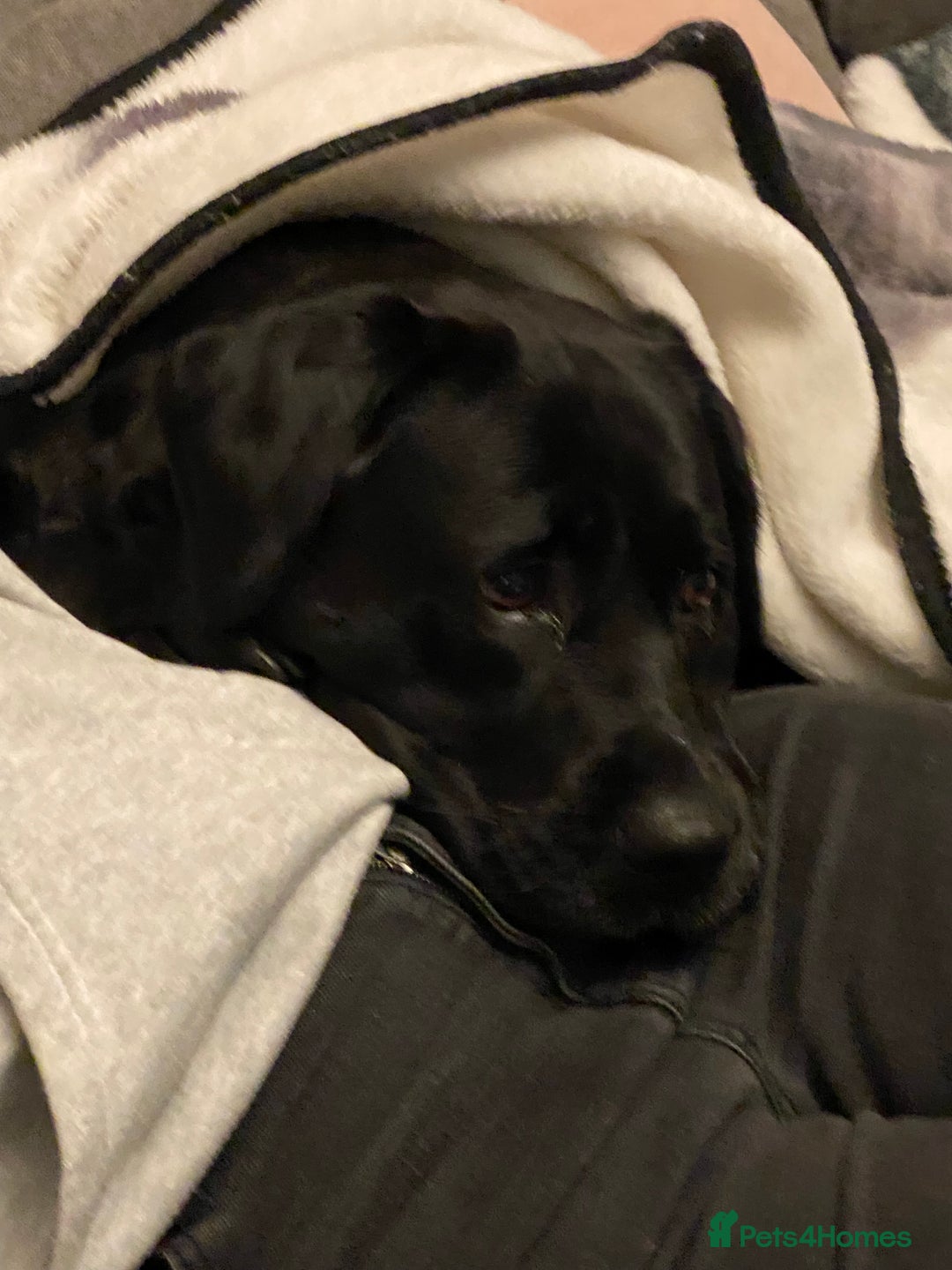 Labrador Retriever dogs for sale: 6 year old black Labrador  - Image 4