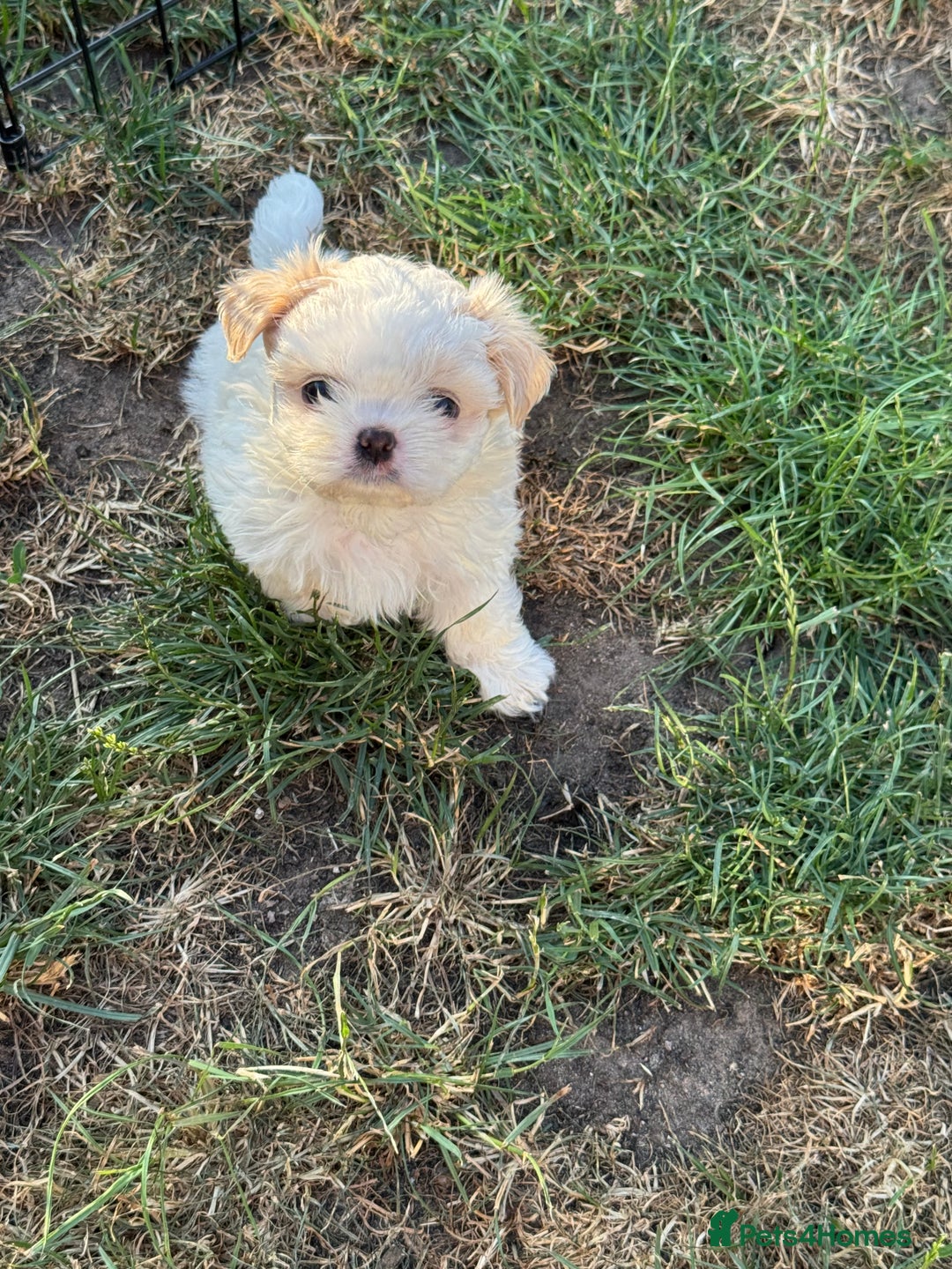 Shih Tzu dogs for sale: LAST BOY LEFT Imperial shih tzu dobies - Image 9