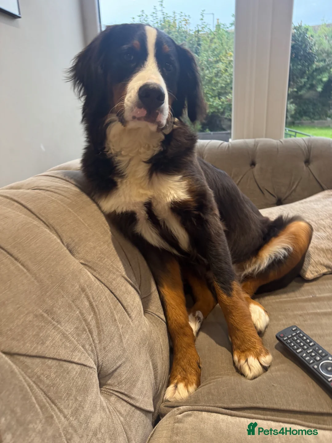 Bernese Mountain Dog dogs for sale: Female Bernese mountain dog - Advert 4