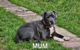 Staffordshire Bull Terrier dogs for sale: Blue&white and white&blue staffie pups - Image 28