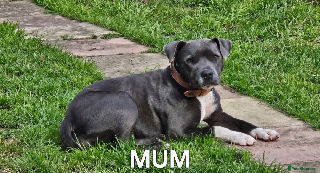 Staffordshire Bull Terrier dogs for sale: Blue&white and white&blue staffie pups - Image 28