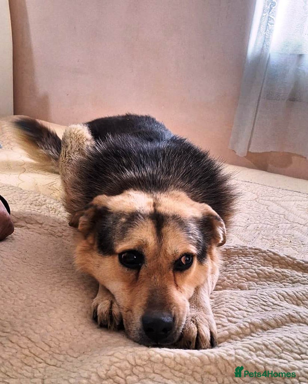 Mixed Breed dogs for adoption: Oldie but Goldie MAX needs a Loving Home - Advert 8