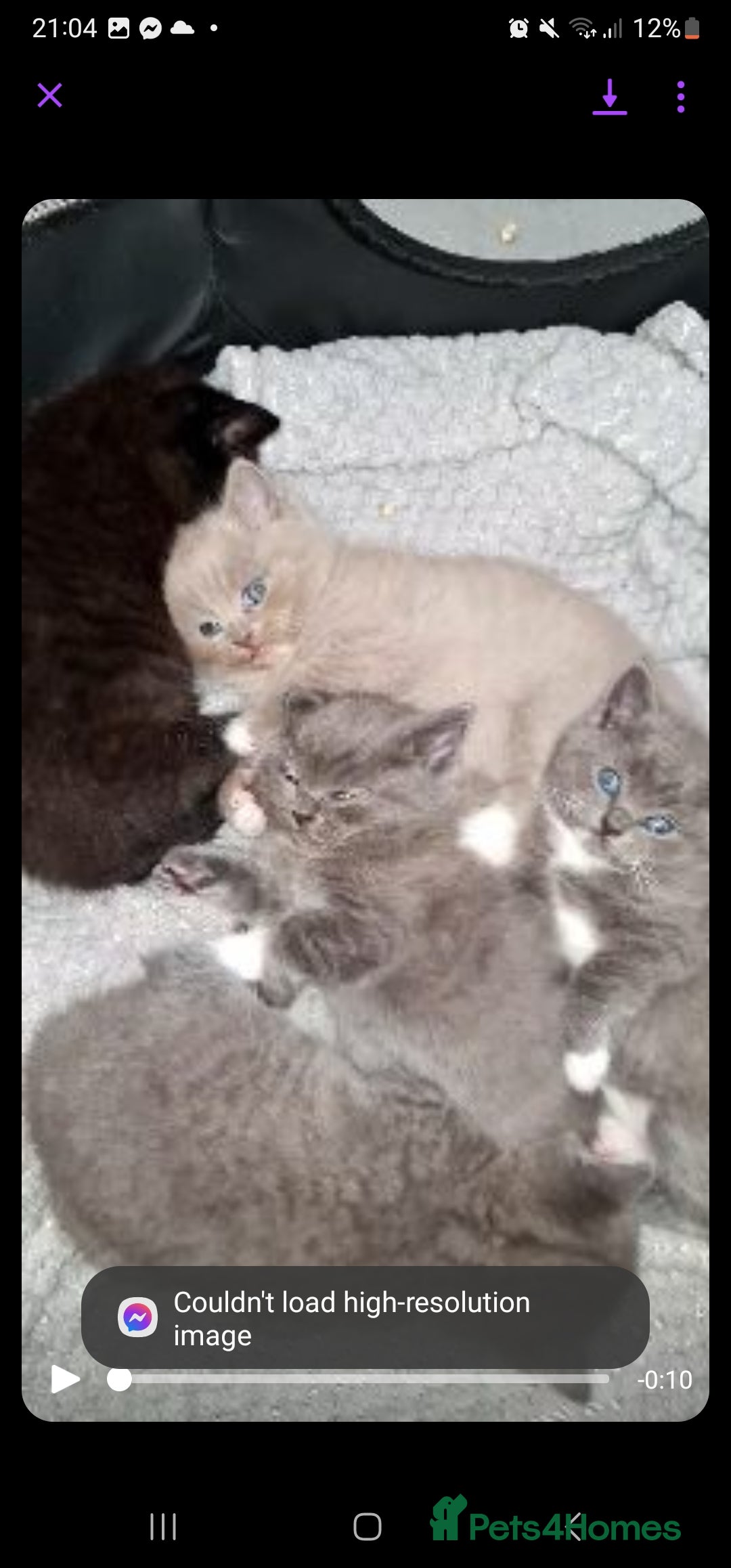 Ragdoll cats for sale: Seal mitted ragdoll/lilac bsh mix - Image 3