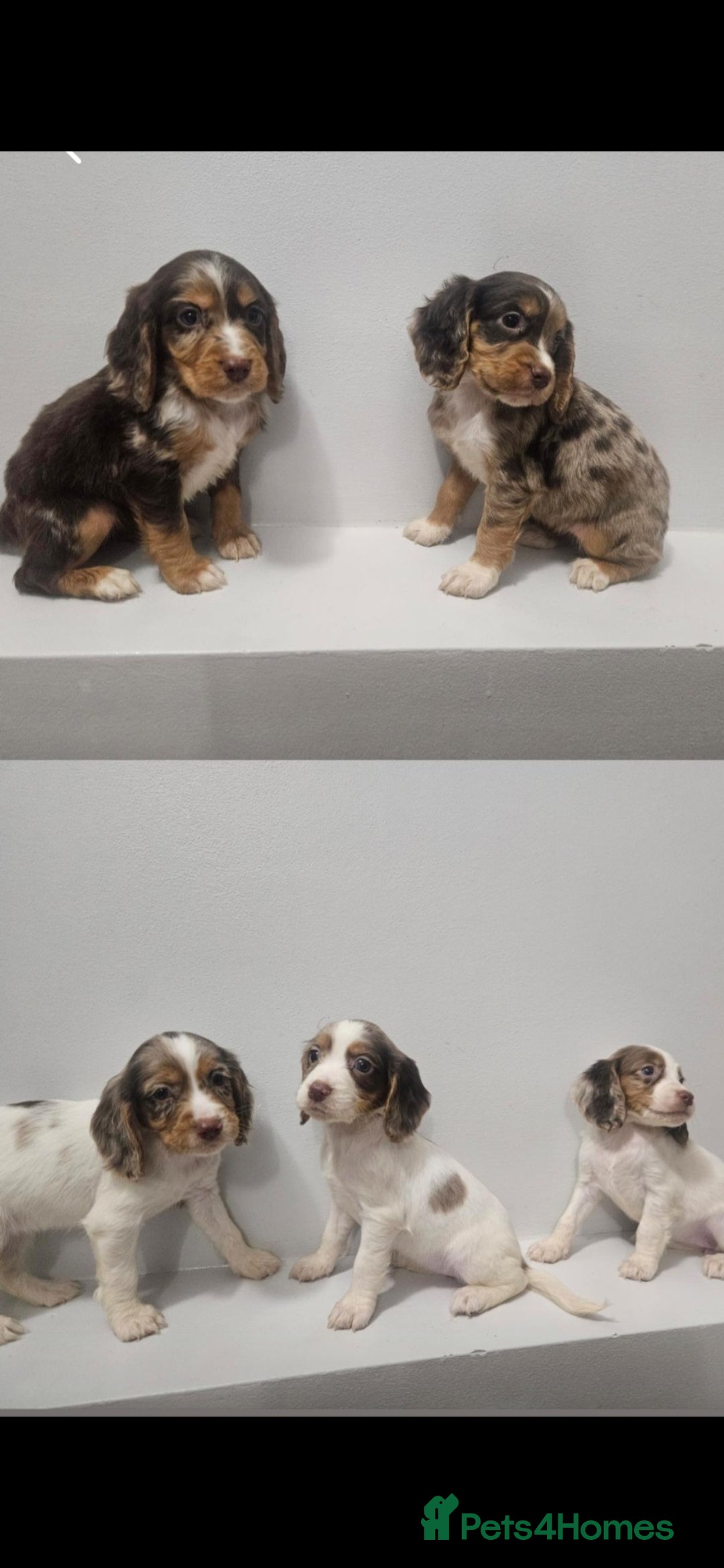 Cocker Spaniel dogs for sale: 5 Girl cocker spaniel puppies - Advert 2