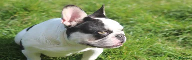 French Bulldog Puppy 2