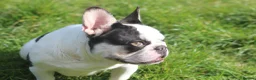 French Bulldog dogs for sale: X1 Platinum boy and x1 Black pied girl  - Advert 3