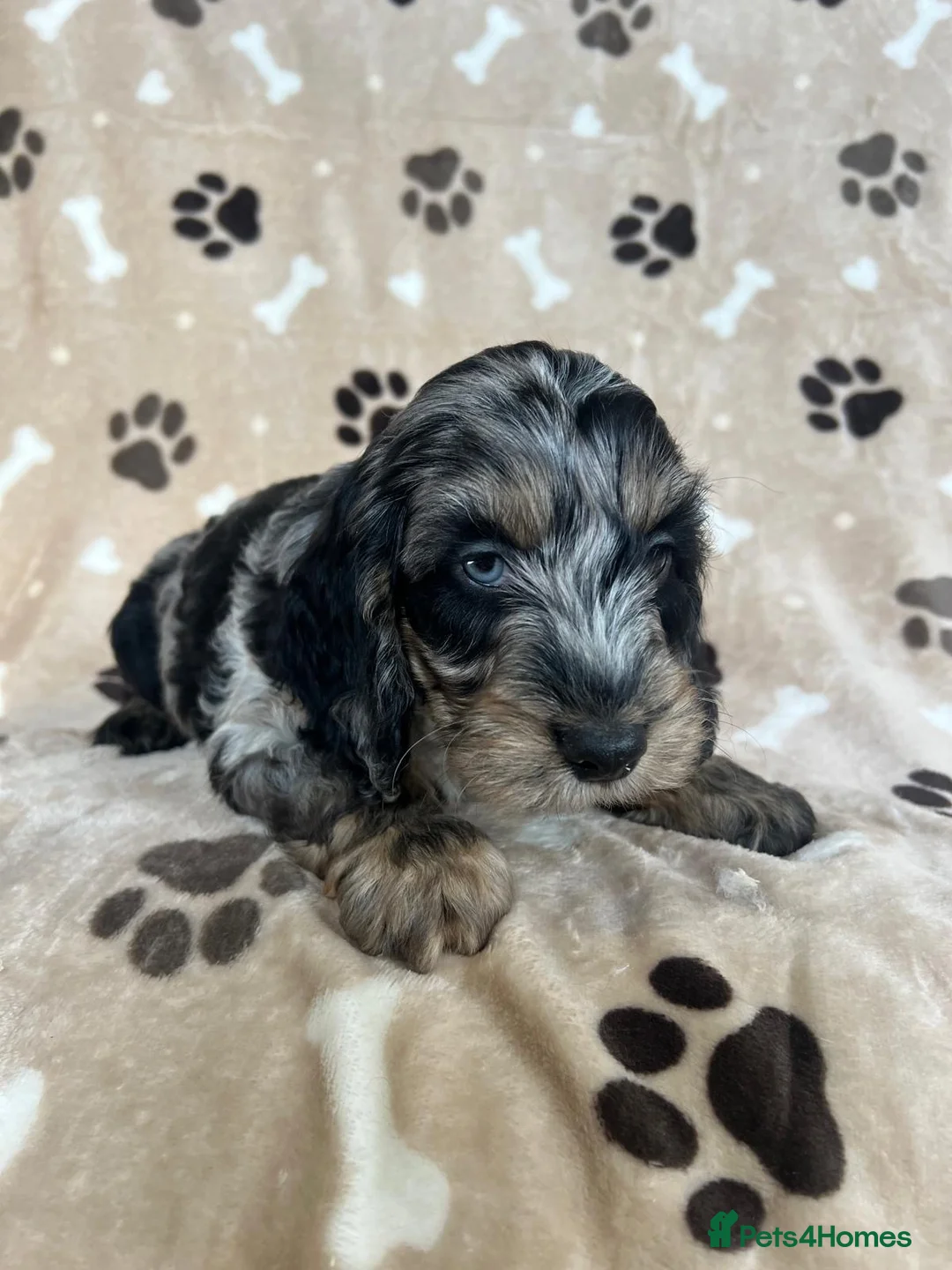 Cockapoo dogs for sale: F1 Cockapoo - Advert 2