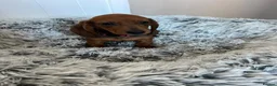 Miniature Dachshund dogs for sale: Miniature dachshund puppies - Advert 23