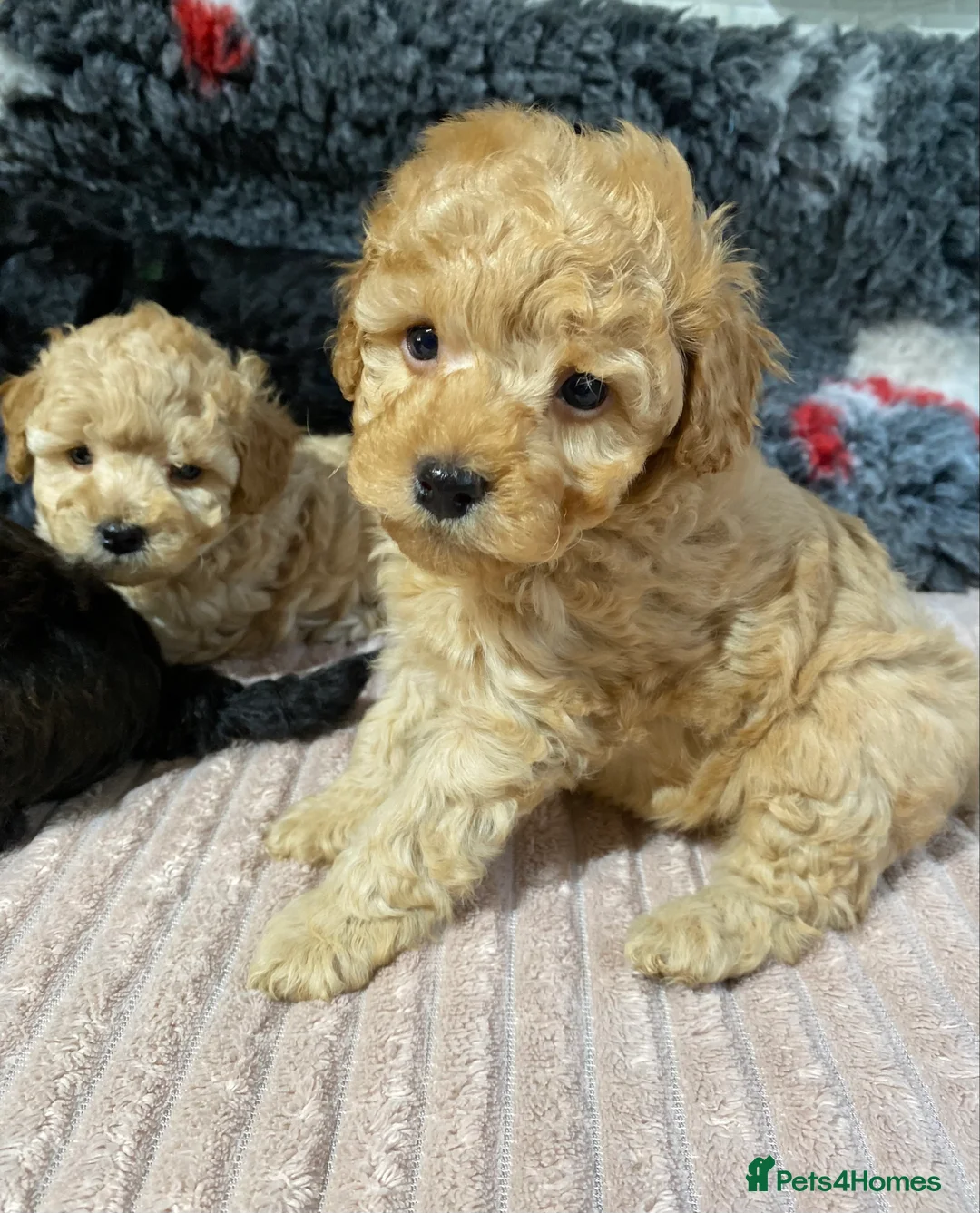 Toy Poodle dogs for sale: Toy Poodles KC Registered Health Tested Parents - Advert 23