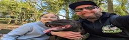 Staffordshire Bull Terrier dogs for stud: Ozzie - Advert 1