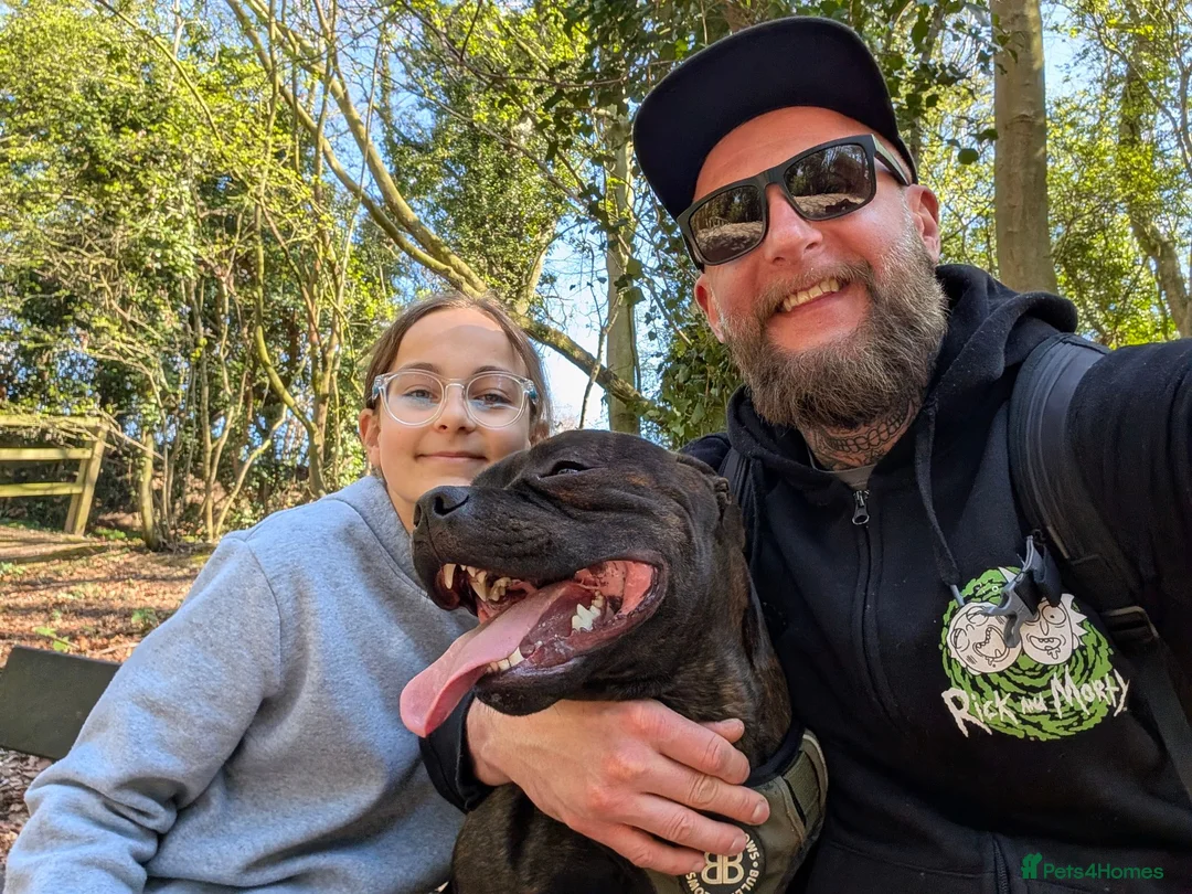 Staffordshire Bull Terrier dogs for stud: Ozzie - Advert 1