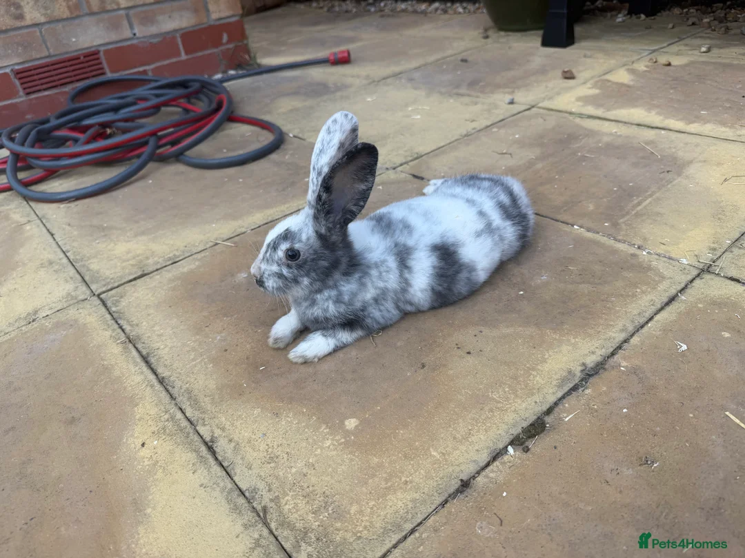 Rex rabbits for sale: Male rex brother bunnies - Advert 5