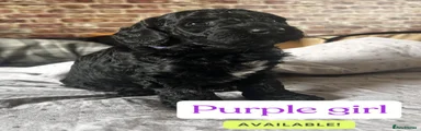 Miniature Poodle 5