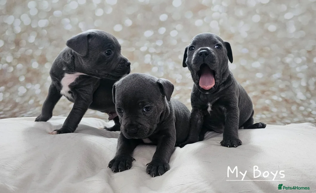 Staffordshire Bull Terrier dogs for stud: Stud  in Godalming - Advert 8