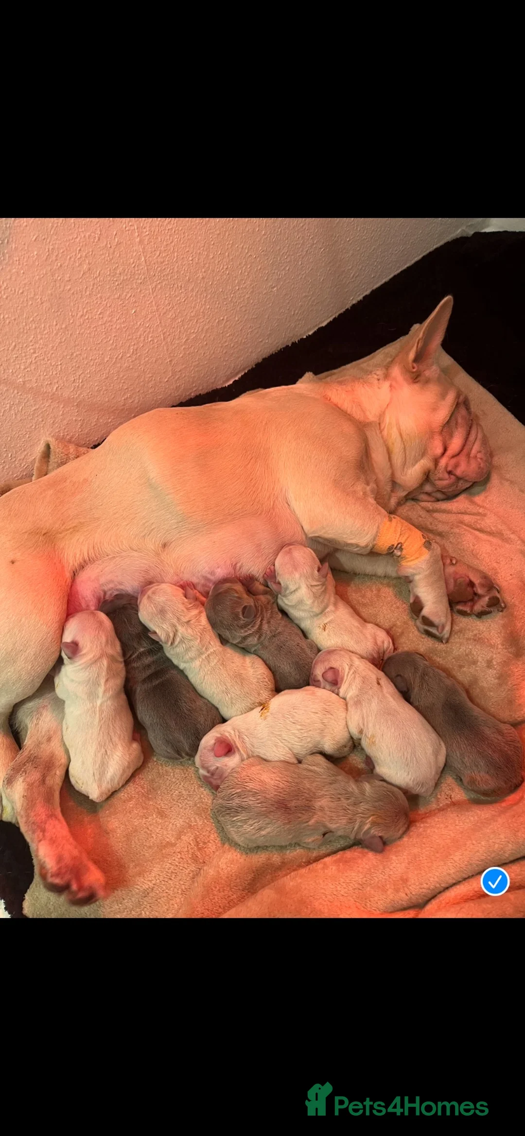 French Bulldog dogs for sale: French bulldogs ready to go now - Advert 23