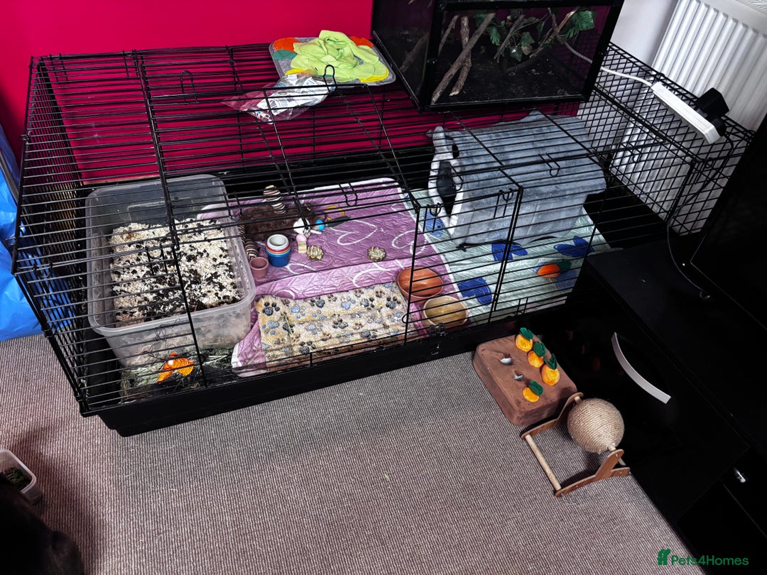Rex rabbits for sale: Beautiful Rex Bunny - Image 2