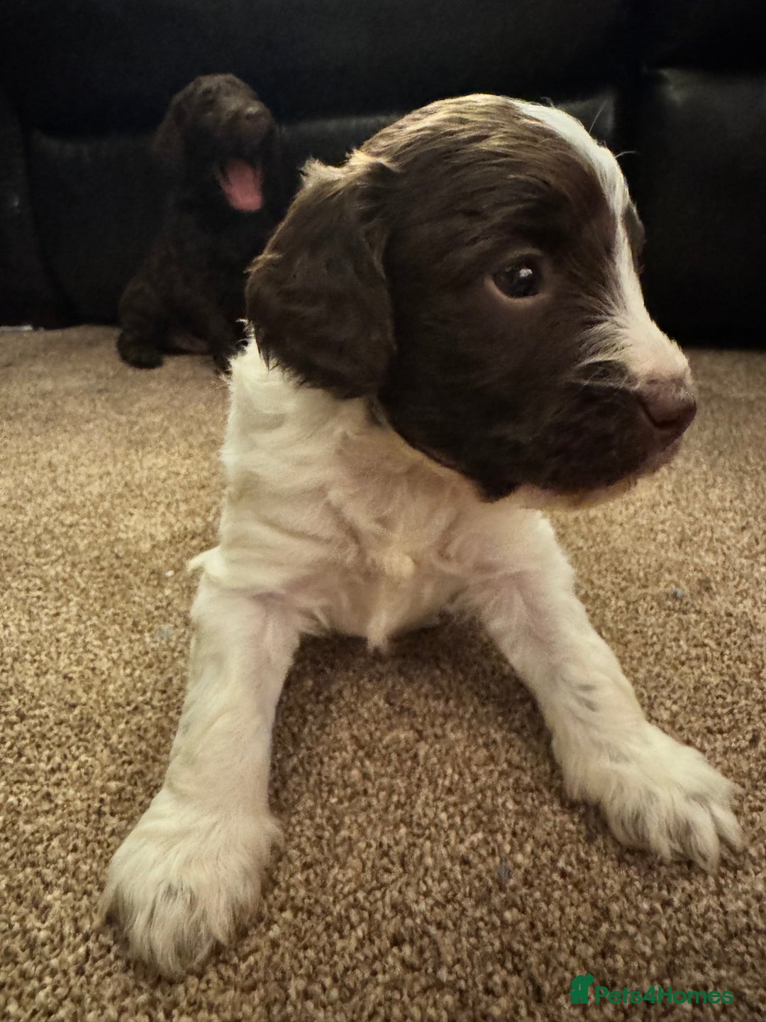 Cockapoo dogs for sale: Cockapoo Puppies F2 - Image 12