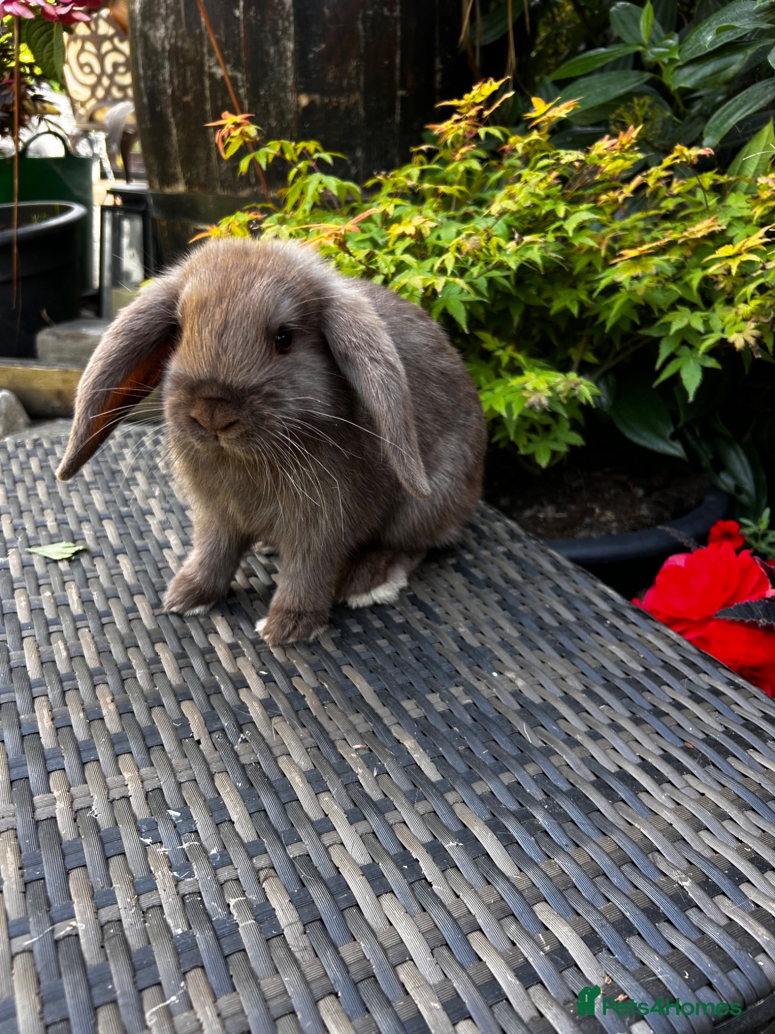 Mini Lop rabbits Stunning mini lops - Advert 2