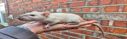 Rat rodents for sale: 3 Male Dumbo Rats  in London - Advert 2