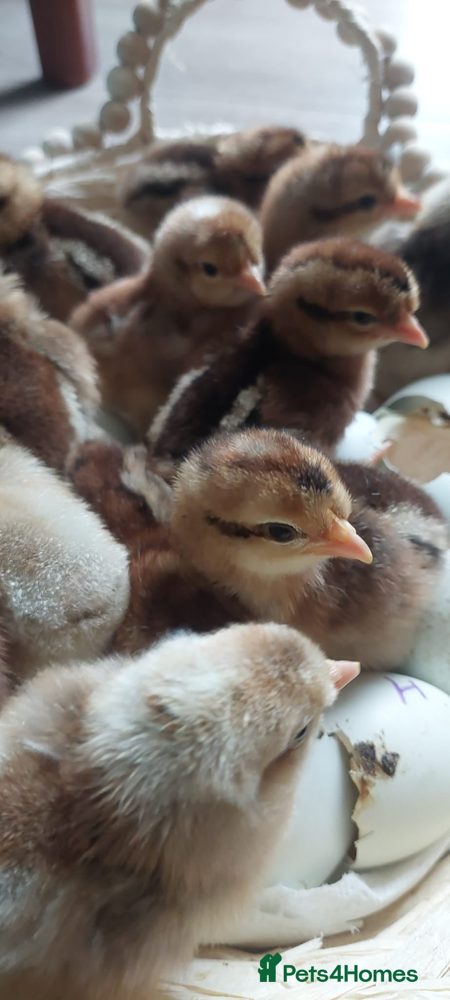 Chickens poultry Day‑Old Chicks and Hatching eggs - pure breed - Advert 2