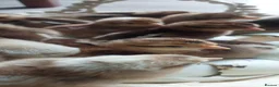 Chickens poultry for sale: Day‑Old Chicks and Hatching eggs - pure breed - Advert 3
