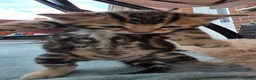 Bengal cats for sale: Beautiful Purebred Bengal Kittens - Advert 34