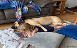 Mixed Breed dogs for sale: Rehoming in Lincoln - Image 9