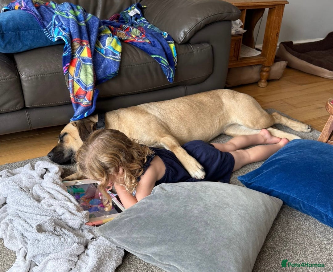 Mixed Breed dogs for sale: Rehoming in Lincoln - Image 9