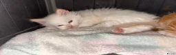 Mixed Breed cats for sale: 5 beautiful kittens   - Advert 9