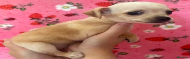 Pomchi Puppy 
