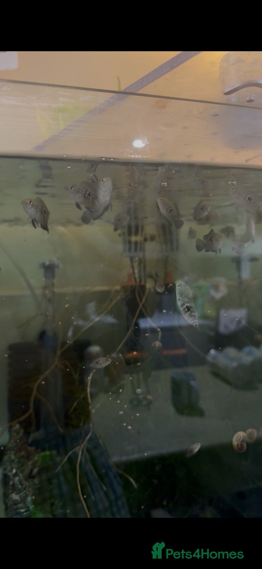 Cichlids fish Tiger Oscar  - Advert 7
