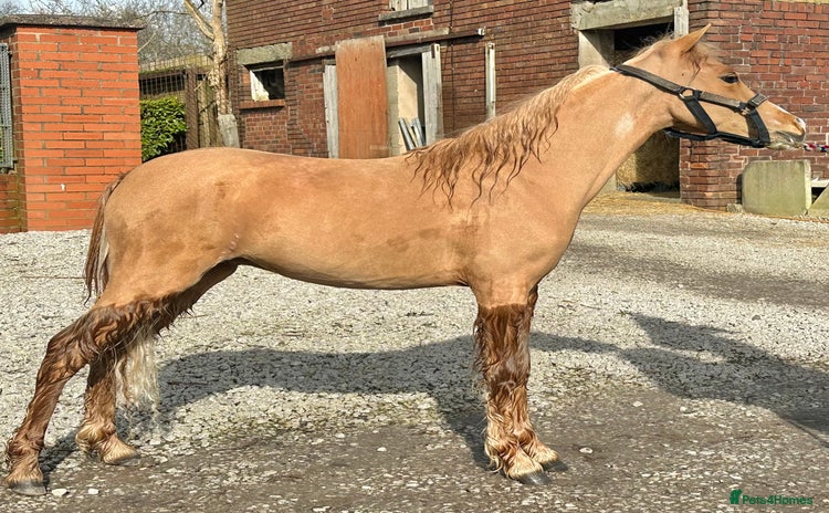 Miniature horses - Advert 1