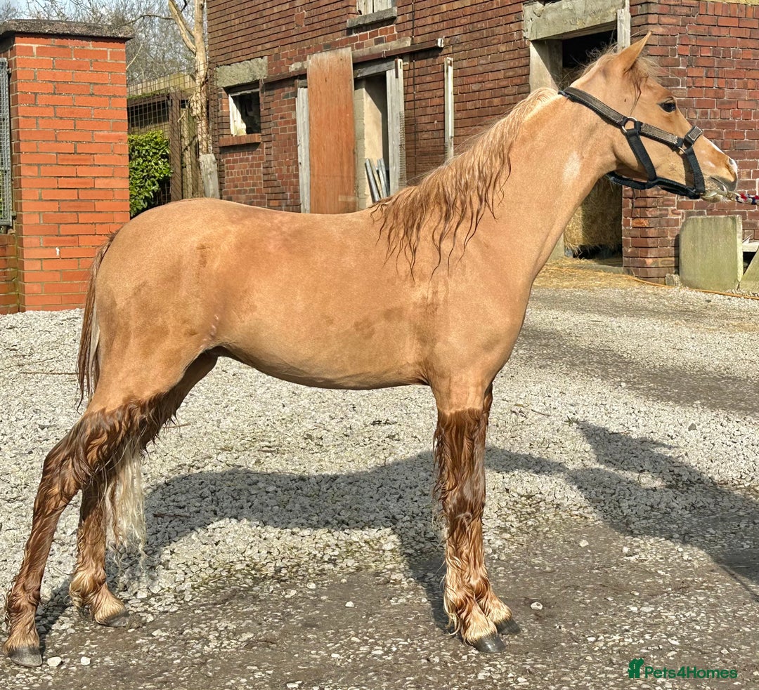 Miniature horses for sale: Miniature yearling colt  - Image 1