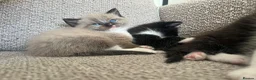 Persian cats for sale: Perdoll mother - 4 kittens - Advert 8