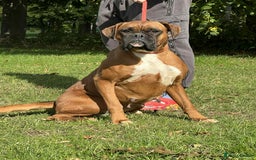 Boxer dogs for sale: BEAUTIFUL BOXER PUPPIES (HEARTSCORED PARENTS) - Image 12