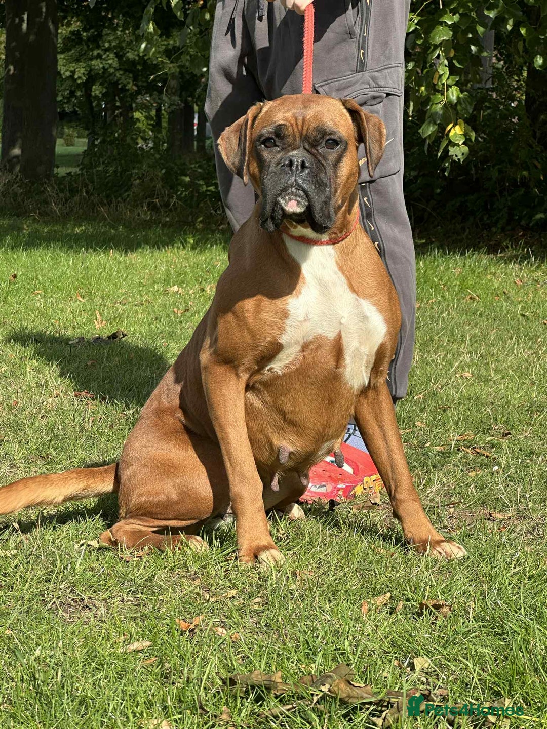 Boxer dogs for sale: BEAUTIFUL BOXER PUPPIES (HEARTSCORED PARENTS) - Image 12