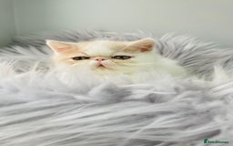 Exotic cats for sale: 🔥 GCCF MALE EXOTIC KITTEN OUTSTANDING 🔥 - Image 9