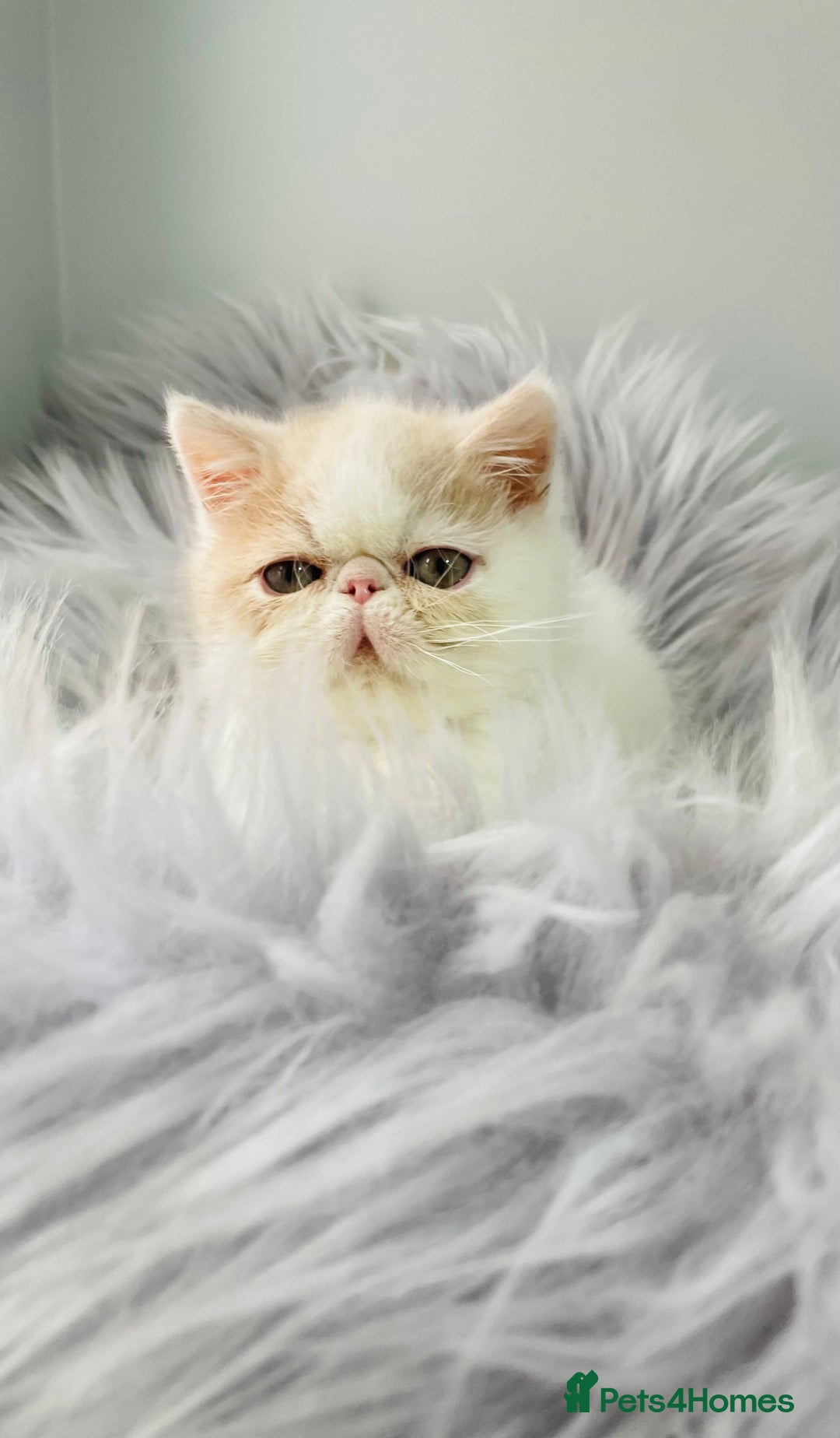 Exotic cats for sale: 🔥 GCCF MALE EXOTIC KITTEN OUTSTANDING 🔥 - Image 9