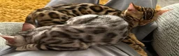 Bengal cats for sale: ‼️UPDATE ‼️Ready now TICA REGISTERED  - Advert 27