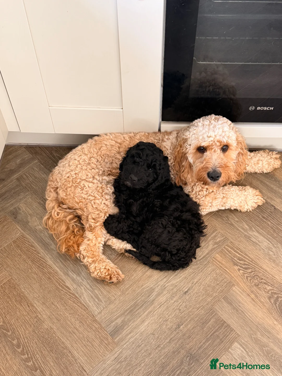 Cockapoo dogs for sale: Top quality cockapoo puppies DNA tested parents  - Advert 2