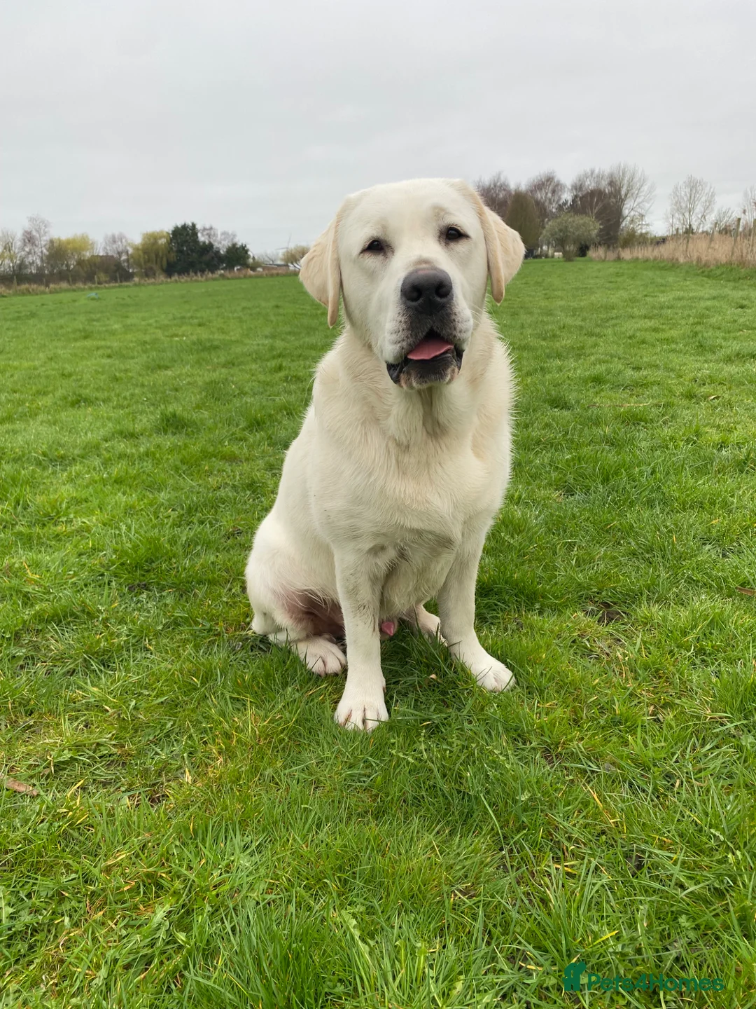 Labrador Retriever dogs for sale: Fully Health Tested KC Reg Male Lab - Advert 1