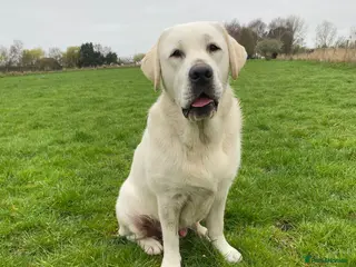 Labrador Retriever dogs Fully Health Tested KC Reg Male Lab - Advert 14
